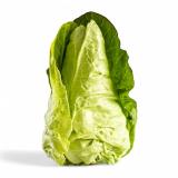 Spitzkohl, eigener Anbau