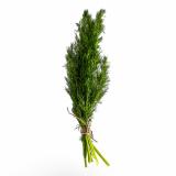 Dill, regional
