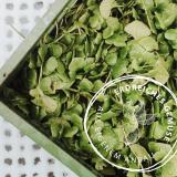 Posteleinsalat, eigener Anbau