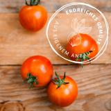 Tomaten, Campari, eigener Anbau