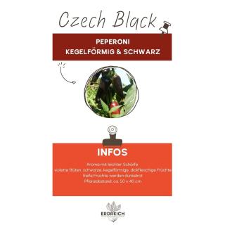 Chili, Czech Black, JUNGPFLANZE