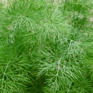 Dill, einjährig, JUNGPFLANZE
