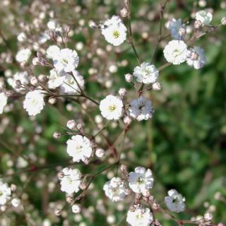 Staudenschleierkraut, mehrjährig, Blume, JUNGPFLANZE