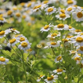Mutterkraut, mehrjährig, Blume, JUNGPFLANZE