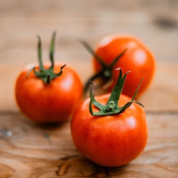 Strauch-Tomaten