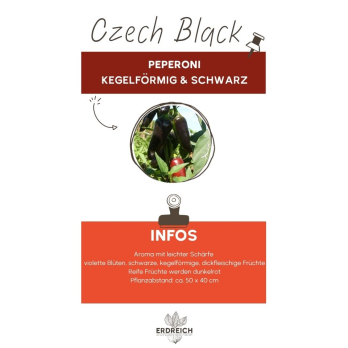 Chili, Czech Black, JUNGPFLANZE