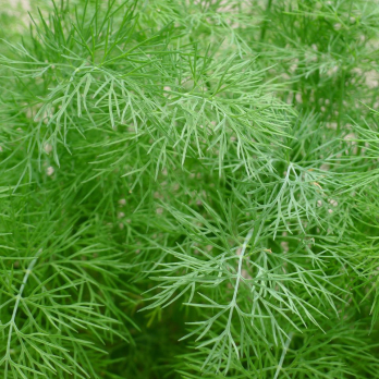 Dill, einjährig, JUNGPFLANZE