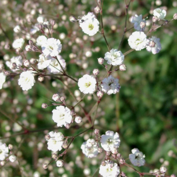 Staudenschleierkraut, mehrjährig, Blume, JUNGPFLANZE