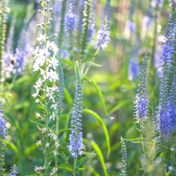 Blauweiderich/ Ehrenpreis, mehrjährig, Blume, JUNGPFLANZE