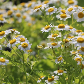 Mutterkraut, mehrjährig, Blume, JUNGPFLANZE