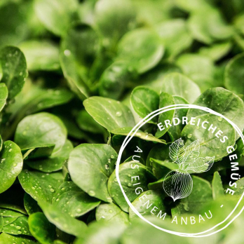 Feldsalat, eigener Anbau