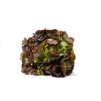 Salat, Crispy, rot, eigener Anbau
