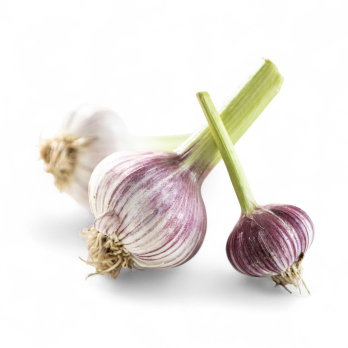 Knoblauch, frisch